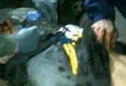 La Policía captura al terrorista de Boston