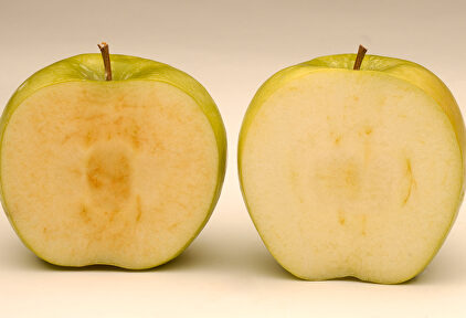 Manzana normal ya con toques marrones por la oxidación junto a una manzana ártica. | Okanagan Specialty Fruits