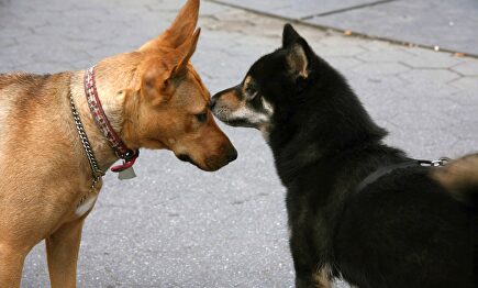 Affinity revela que los perros no son más abandonados en verano | Cordon Press