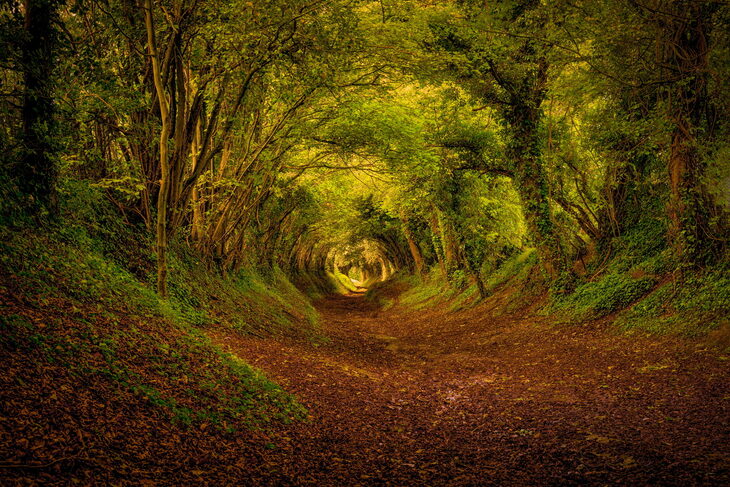 15 bosques para el otoño que parecen sacados de un cuento de hadas