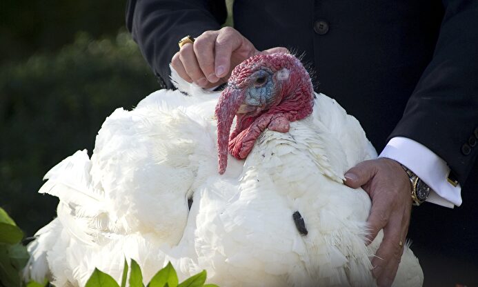 Pavo de Acción de Gracias | Cordon Press