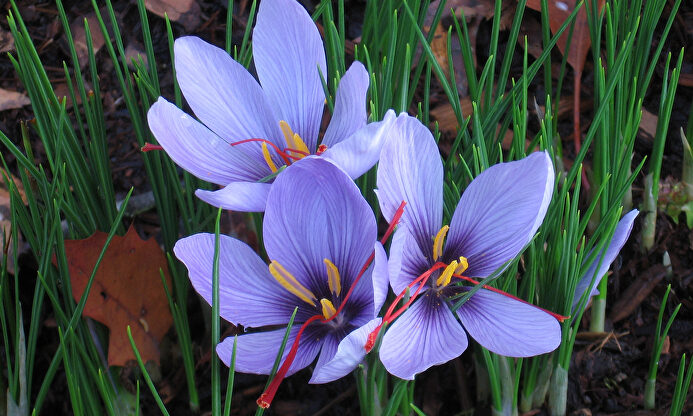 Planta de azafrán I Pixabay