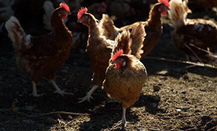 Gallinas corretean a sus anchas en una granja. | David Alonso Rincón