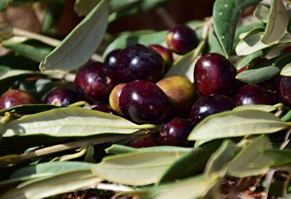 Golpe a la aceituna negra | Pixabay/CC/ulleo