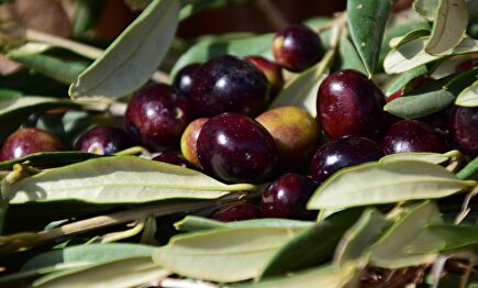 Golpe a la aceituna negra | Pixabay/CC/ulleo