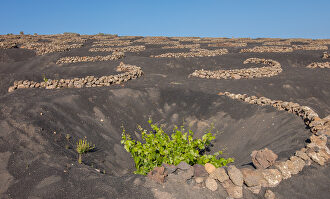 El paisaje de La Geria |  C.Jordá