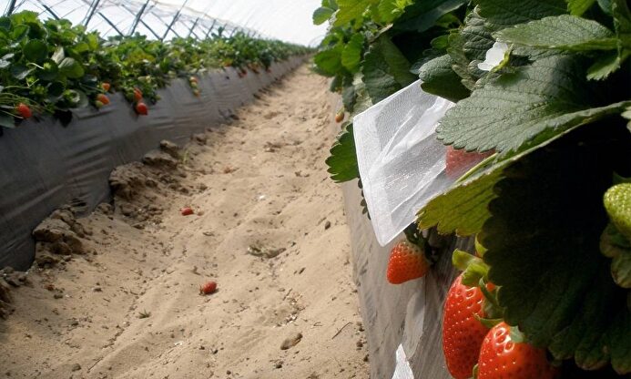 Fracaso de la campaña de reclutamiento | Cordon Press