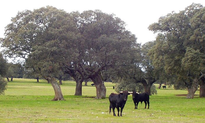 Dos toros en una dehesa. | Wikipedia