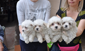Un agentes del Seprona (a la derecha) con los perros de Altanería S.L | Seprona