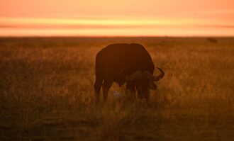 Búfalo en el Amboseli National Park