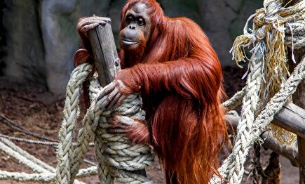 Sandra, la orangutana declarada judicialmente "persona no humana" | Ecoparque de Buenos Aires, (Argentina)