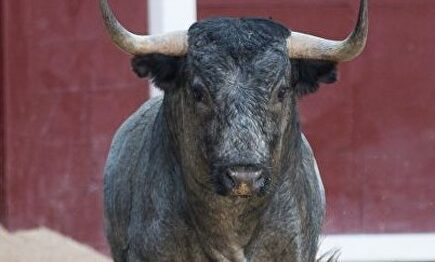 El famoso toro 'Cazarrata' de Saltillo. | Las Ventas