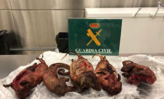 El día a día de la Guardia Civil en el aeropuerto de Barajas: tarántulas, monos fileteados al vacío…