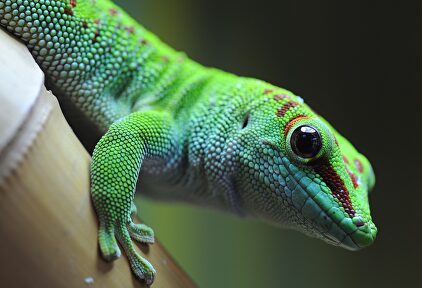Gecko verde como el que se comió David Dowell. | Instagram