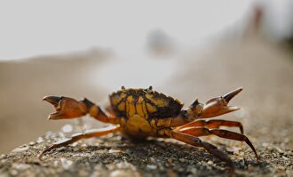 Un cangrejo, en posición de ataque | Phil Hearing