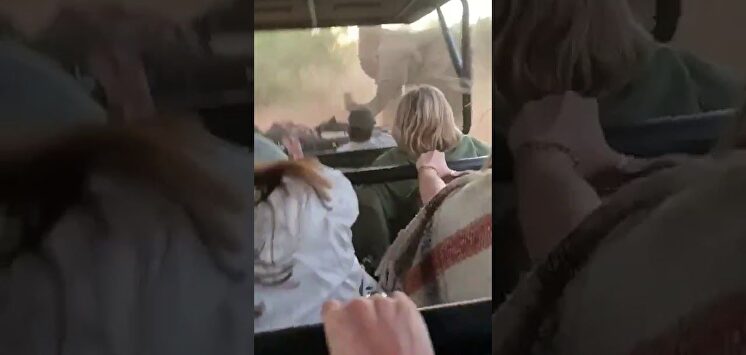Graban el intenso momento en el que un elefante furioso embiste un coche lleno de turistas