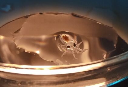 Imagen de un pulpo nacido en acuicultura | NUEVA PESCANOVA