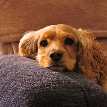 Cachorro de Cocker Spaniel. | Pixabay