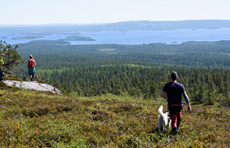 Finlandia no es sólo nieve: un recorrido por sus parques nacionales para ver osos, renos y miles de lagos