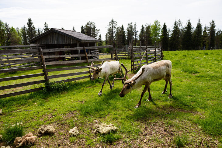 La otra cara de Finlandia: calor, animales sueltos y días sin noche