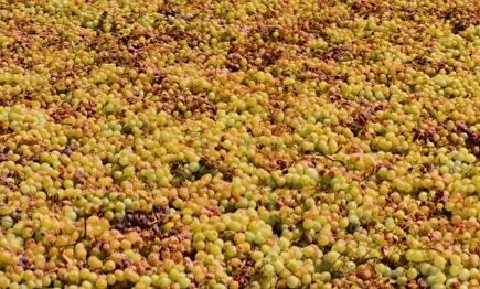 Las uvas de la sierra malagueña. | Bodegas Bentomiz