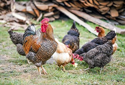 Gallinas y un gallo en un gallinero. | Zosia Korcz