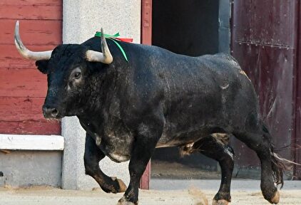 El toro 'Español' de Adolfo Martín en el ruedo de Las Ventas. | Plaza 1
