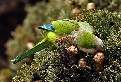 Las cotorras argentinas se adaptan bien al medio y ponen en peligro la fauna autóctona | Flickr/CC/vic_206