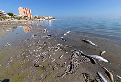Peces muertos, tras los daños ocasionados por la gota fría | EFE