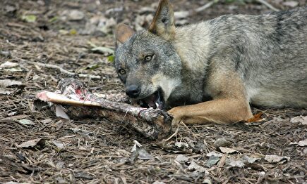 Lobo ibérico. |  EFE
