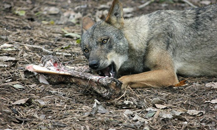 Lobo ibérico. |  EFE