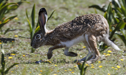 Temor por el brote de misomatosis. | Flickr/CC/JMArmengod