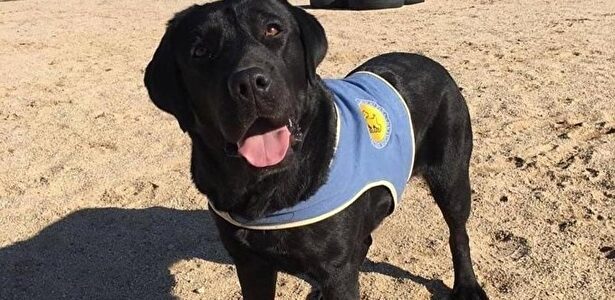 Pocahontas, la perra robada a punta de pistola. | Europa Press