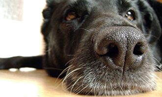 Los activistas piden que se llame a los perros y gatos "compañeros" | Pixabay