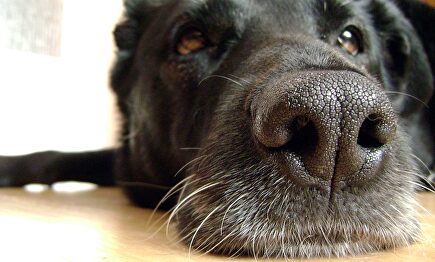 Los activistas piden que se llame a los perros y gatos "compañeros" | Pixabay