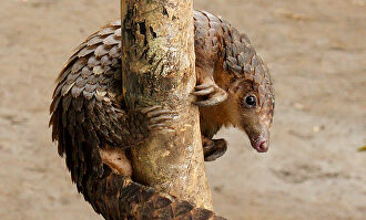 Un ejemplar de pangolín | Flickr/CC/zimbart