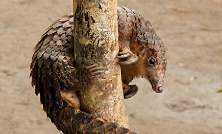 Un ejemplar de pangolín | Flickr/CC/zimbart