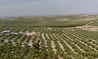 Olivares en Estepa. | Frobles/Wikipedia