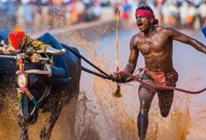 El indio que pone contra las cuerdas el récord de Bolt: ¡9,55 en 100 metros en una carrera de búfalos!