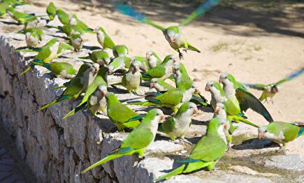 Cotorras en un parque de Madrid | EFE Verde