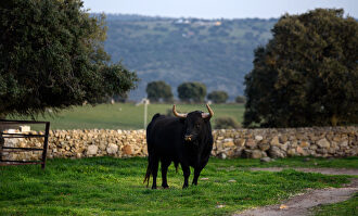 La dehesa: el reino del toro bravo