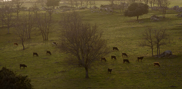La dehesa: el reino del toro bravo