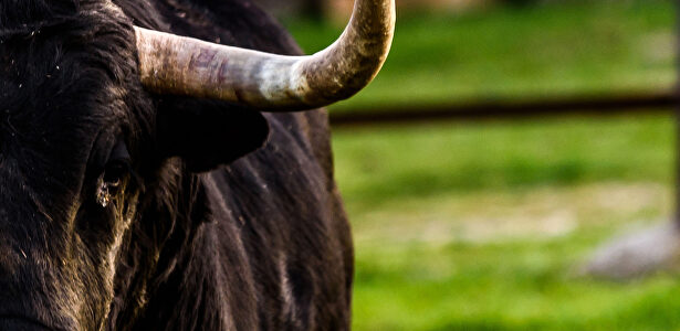 La dehesa: el reino del toro bravo