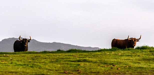 La dehesa: el reino del toro bravo en la ganadería de Victoriano del Río