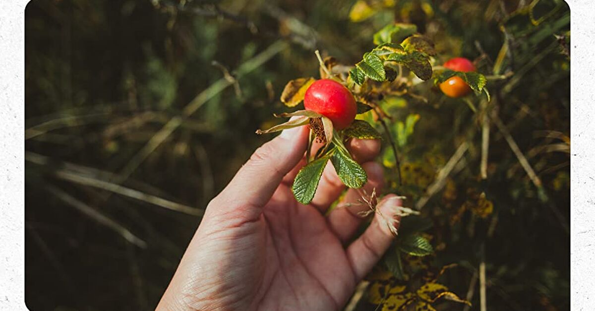 Los Mejores Aceites De Rosa Mosqueta Para Una Gran Hidrataci N