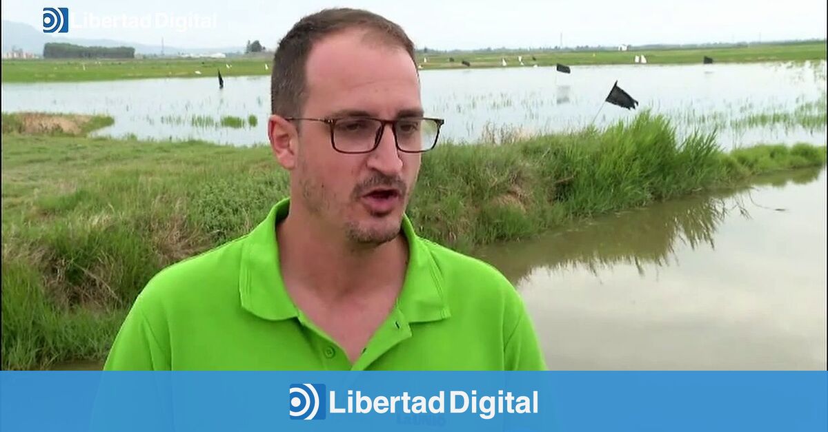 Los Agricultores De La Albufera Denuncian Cuantiosas P Rdidas En Sus