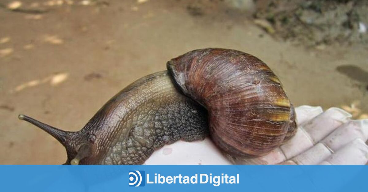 Alerta En Tenerife Por Un Caracol Gigante Que Podr A Transmitir La