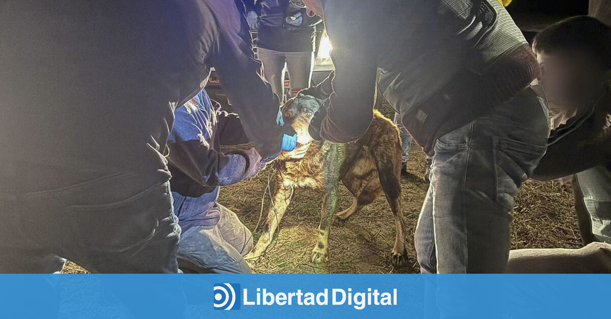 La Presencia De Lobos Pudo Provocar El Ataque Mortal De Cinco Perros De