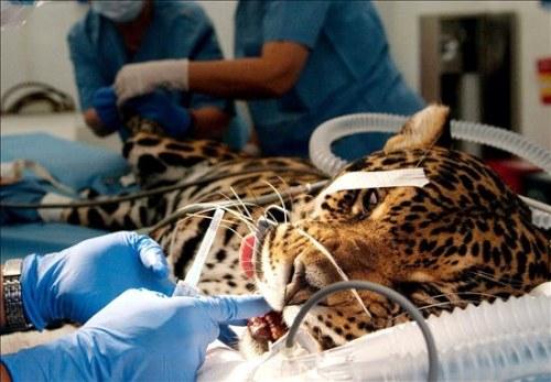 Dentista felino