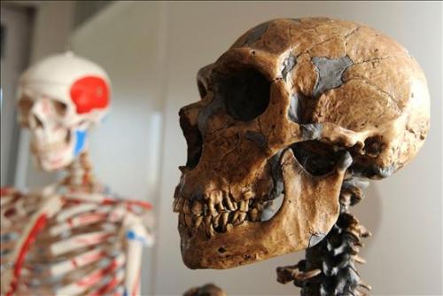 Primer borrador del genoma del neandertal